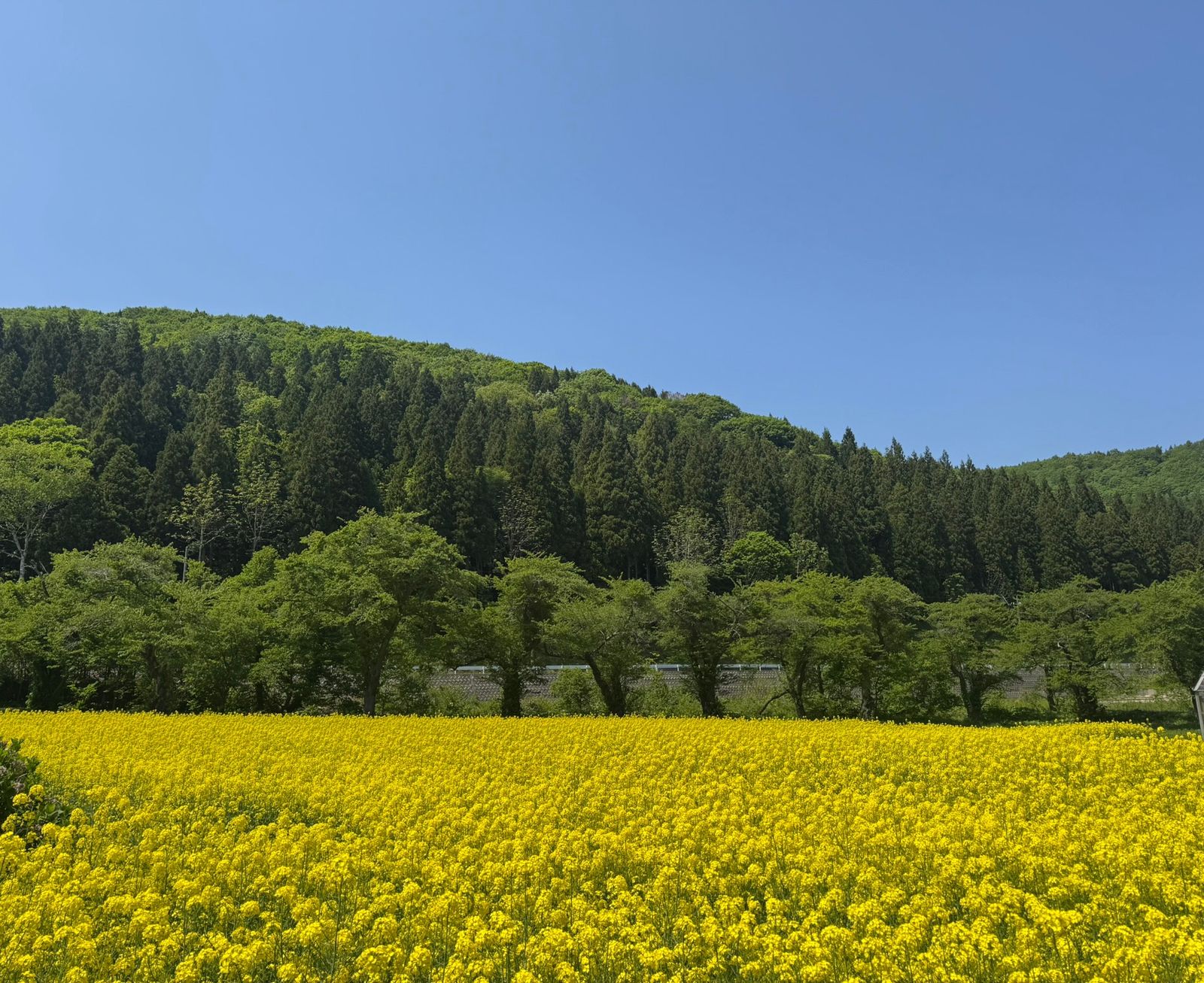 杉林の山すそに広がる菜の花畑